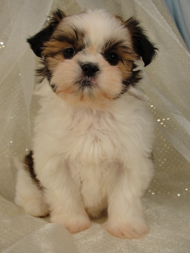 Female shih tzu puppy for sale #2 Born October 16th, 2011